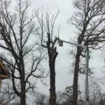 Linden Tree Removal 