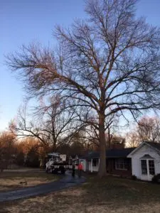 Tree in St Louis
