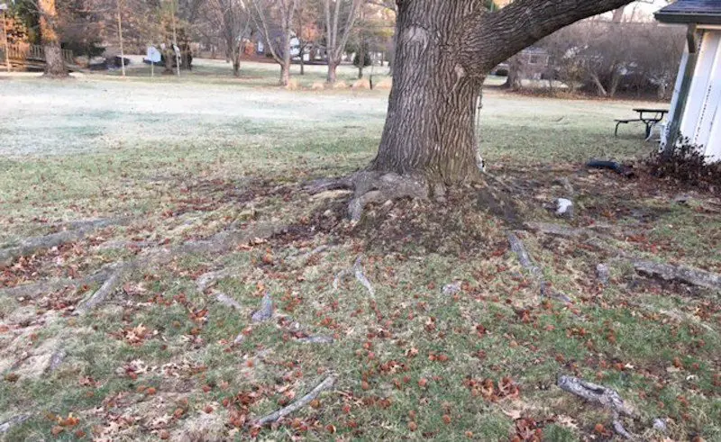 sweet gum tree in st louis