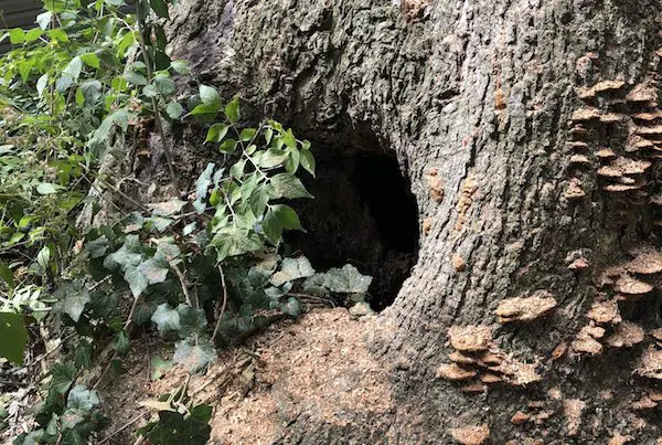 Tree Removal Service St Peters Missouri