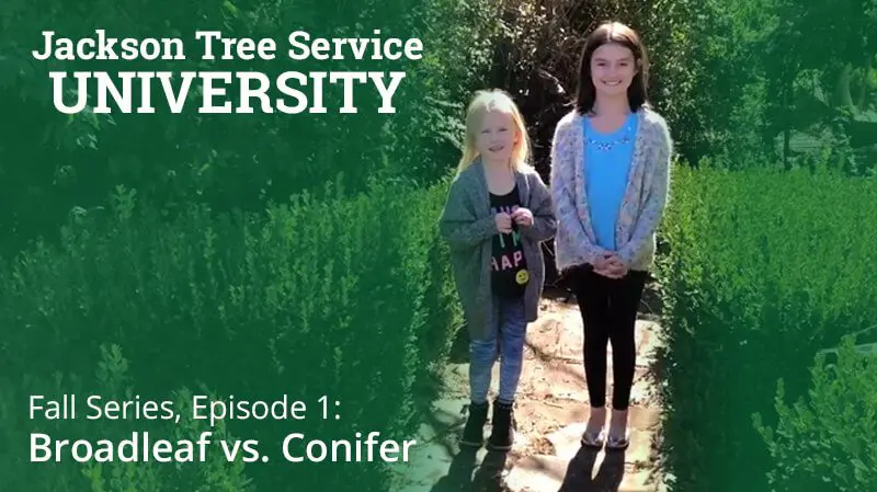 Fall Series, Episode 1: Broadleaf vs. Conifer