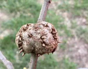 St Louis oak galls