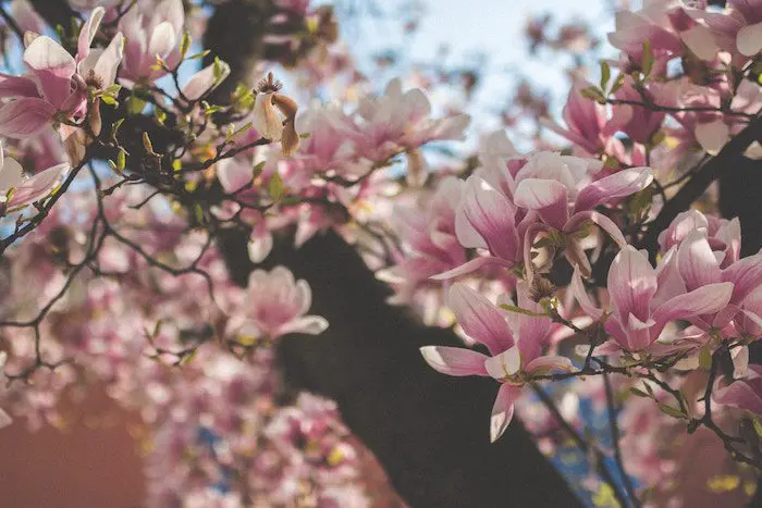 niklas-tidbury-NWvXXbN_VyM-unsplash When Do Magnolia Trees Bloom?