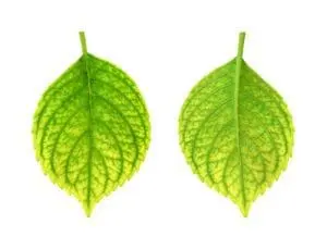 Chlorosis on Tree Leaves