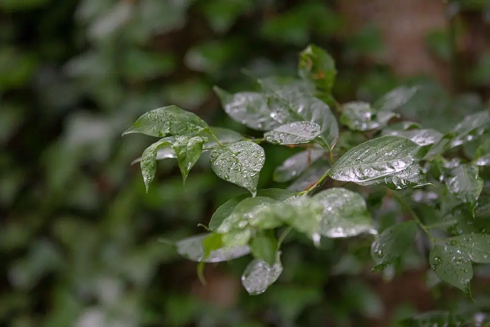 wet leaves