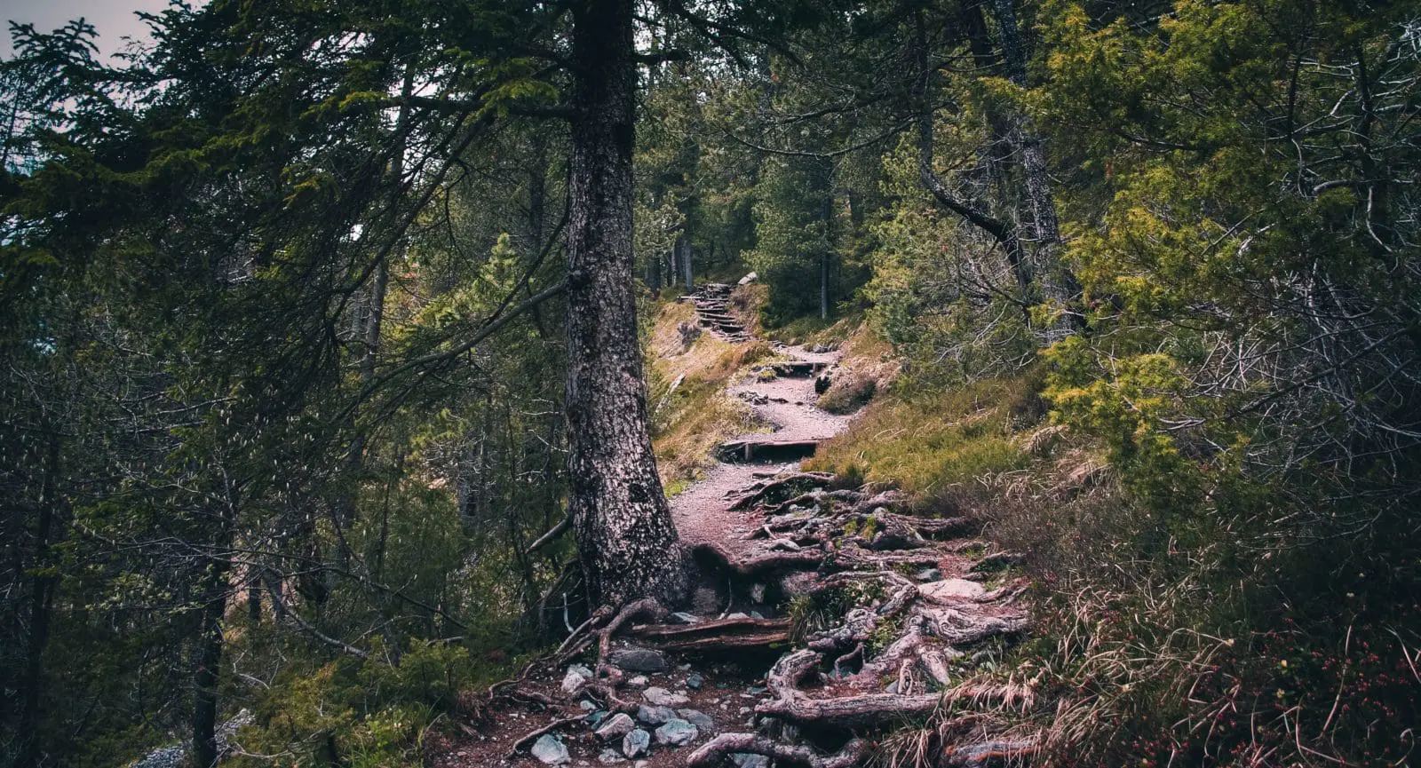 evergreen tree roots