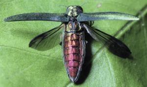 The Emerald Ash Borer in Missouri