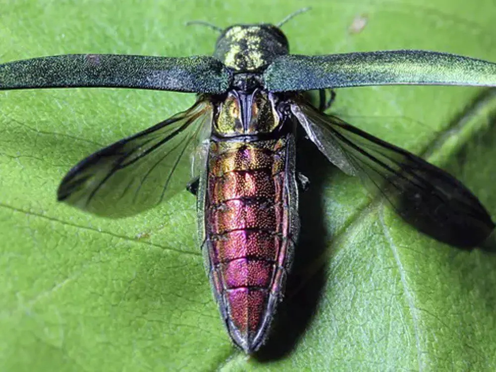Tree Vaccinators Emerald Ash Borer Service