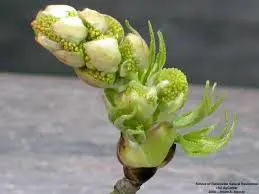 unnamed sweet gum tree ball before it's matured