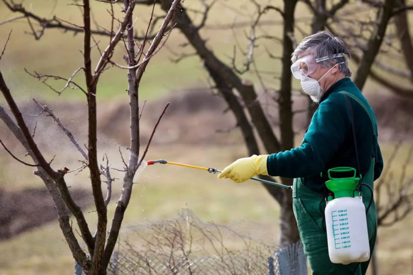 a specialist using dormant oil spray on trees