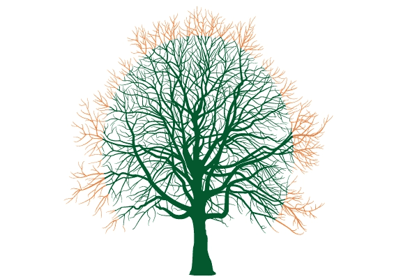 graphic of crown reduction