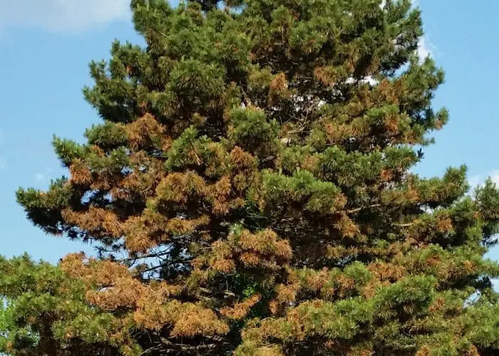 a tree with diplodia tip blight in st. louis