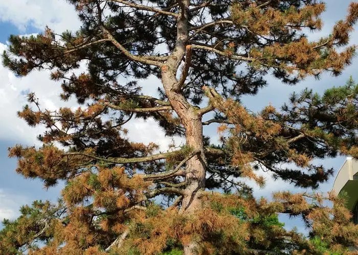 a pine tree in st. louis with bad symptoms of tip blight