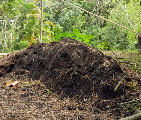 Tree Fertilization St Louis