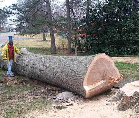 Tree Removal St Louis