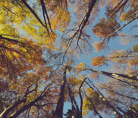 emerald-ash-borer Emerald Ash Borer Treatment in St Louis