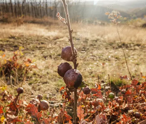 Oak Gall Treatment in St Louis