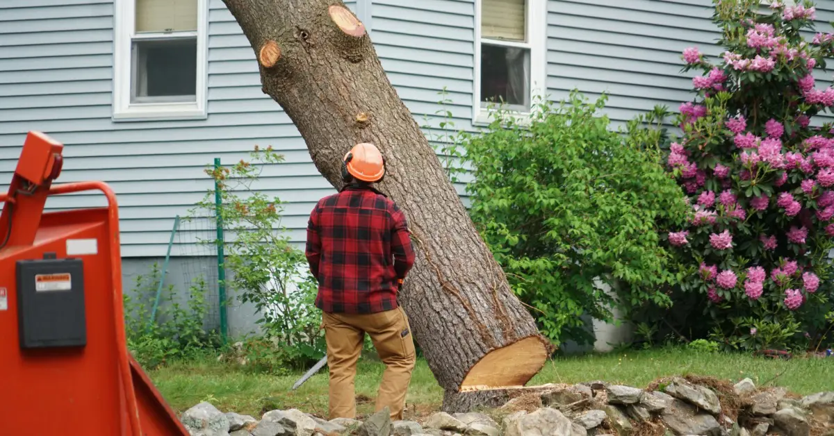 8 Signs It’s Time To Schedule Professional Tree Removal