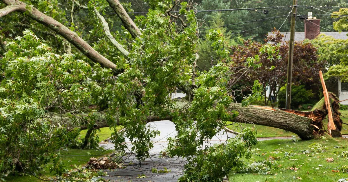 A large tree has fallen over and landed on power lines. There is a house in the background.