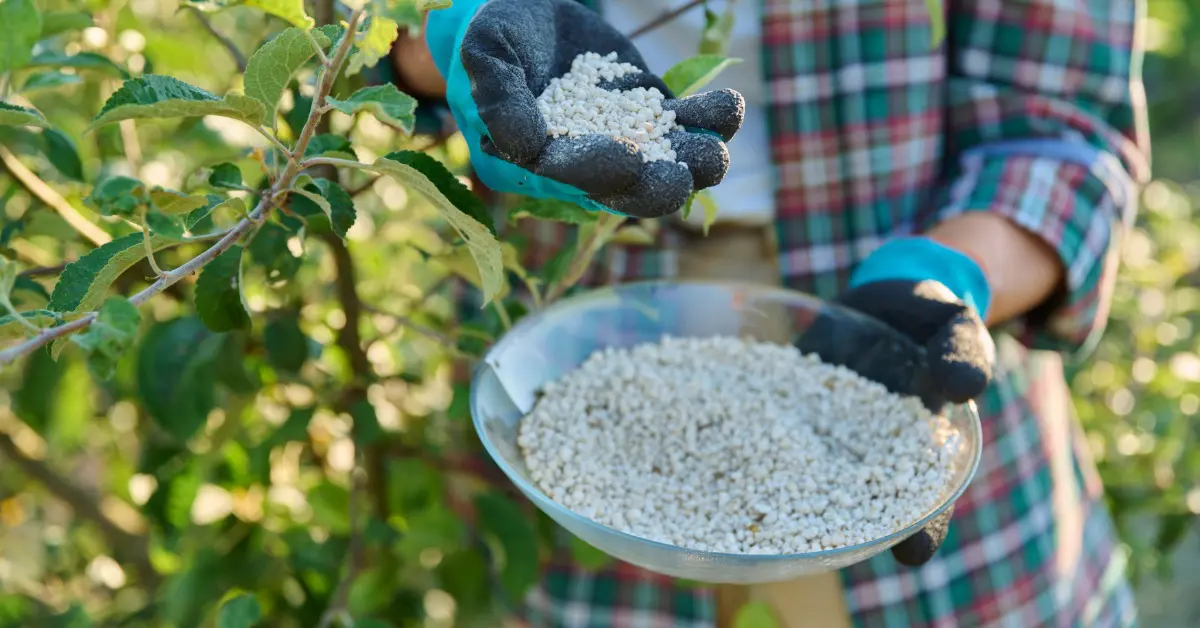 A person wearing gloves holds granular fertilizer and applies it to plants in a garden or orchard setting.
