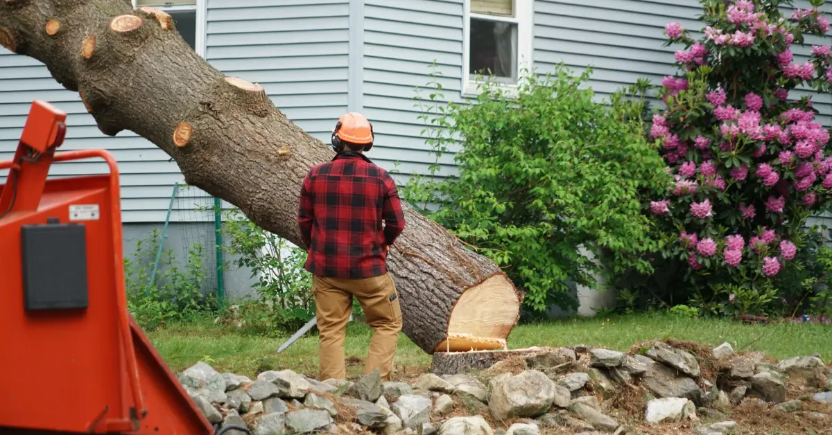 A man wearing a hard hat and earphones holding a chainsaw next to a fallen tree with its branches cut off.