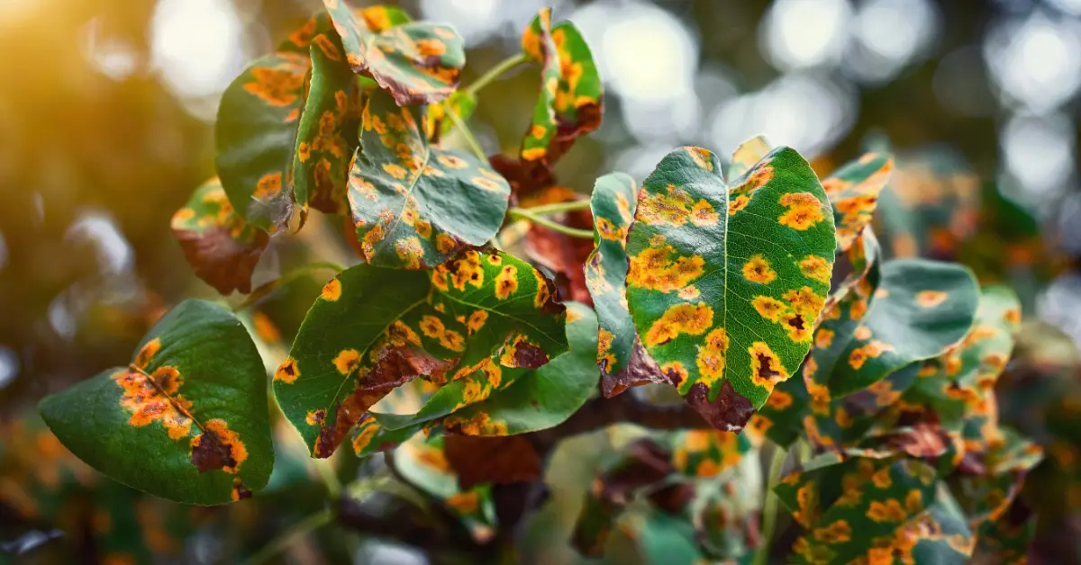 A close-up of tree leaves showing orange and yellow spots, signaling a fungal disease that is affecting plant health.
