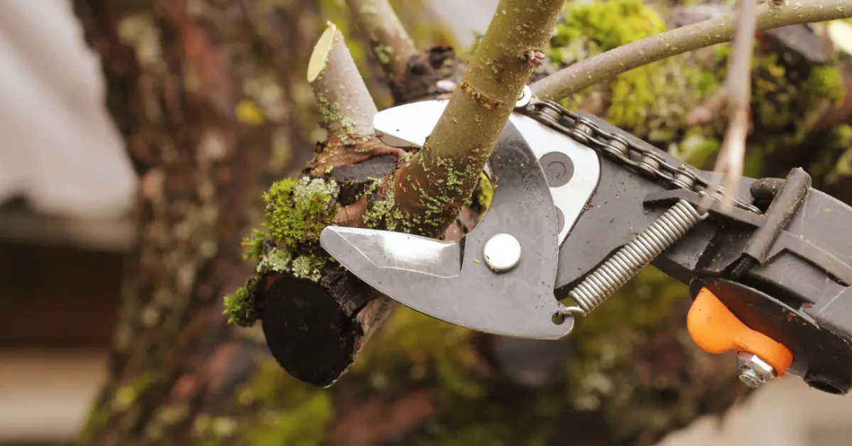 A close-up of pruning shears cutting a smaller tree branch during routine garden maintenance and tree care.