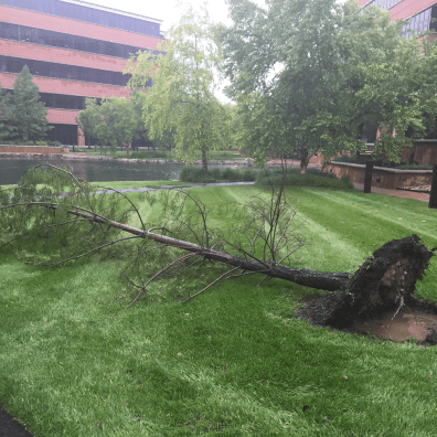 Uprooted Tree Removal St Louis County