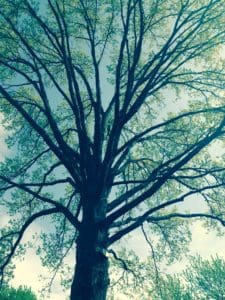 Tree Trimming Creve Coeur MO