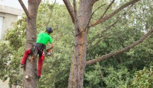 Tree Trimming Bridgeton MO