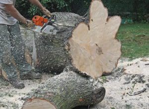 Tree Removal Ladue MO