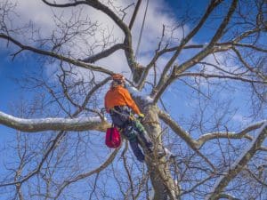 Tree Trimming Ladue MO
