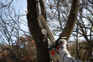 Tree Trimming Chesterfield MO