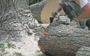 Tree Removal Service Overland MO