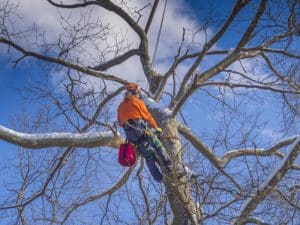 Tree Cutting Service Near Me, Stump Removal Cost, St Louis, MO