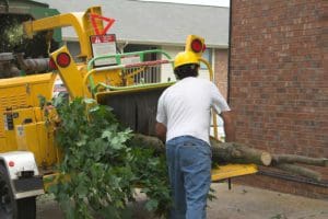 Tree Trimming Service Maryland Heights MO