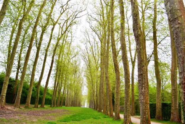 treepests trees in st louis