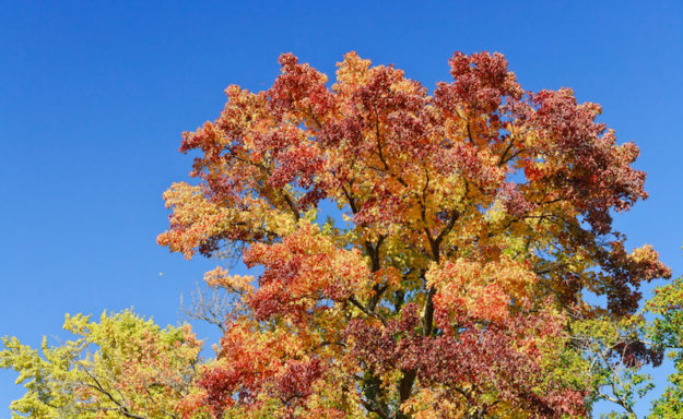 sweet gum tree Sweet Gum Tree st louis