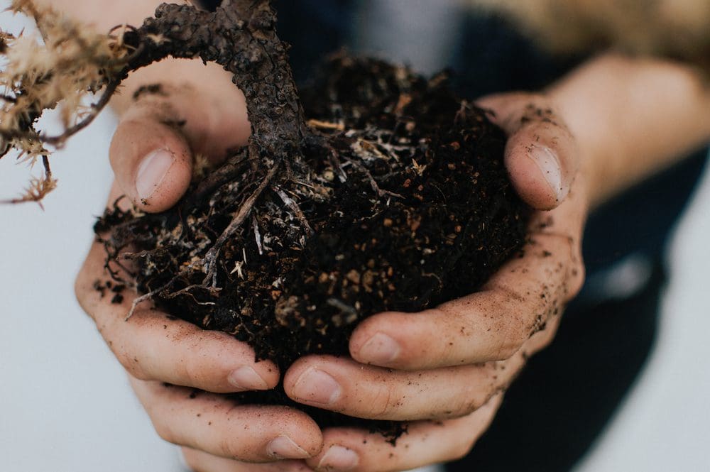 Tree Planting Tips For Healthy Growth Jackson Tree Service LLC tree-planting-tips-for-healthy-growth-jackson-tree-service-llc