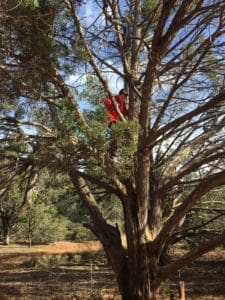 Boy climbing tree in st louis