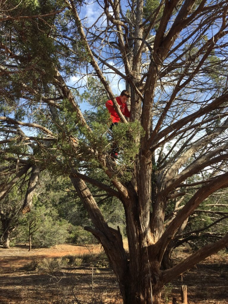 Best Trees For Climbing In St Louis Jackson Tree Service