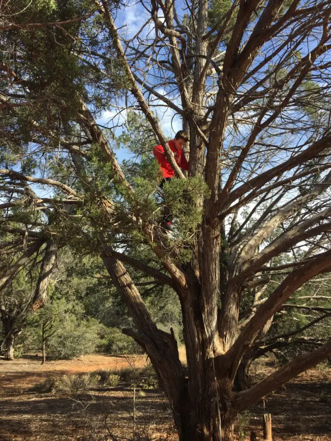 Best Trees for Climbing in St Louis | Jackson Tree Service