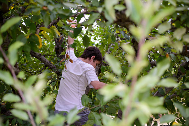 Apple picking in st louis