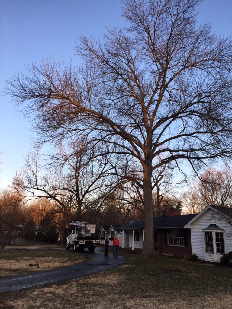 Dealing with “Hazardous” Sweet Gum Trees