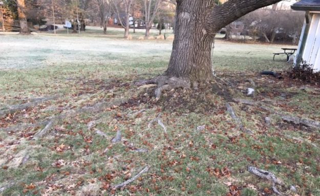 sweet gum tree in st louis