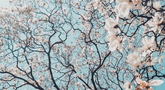 spring trees in st louis