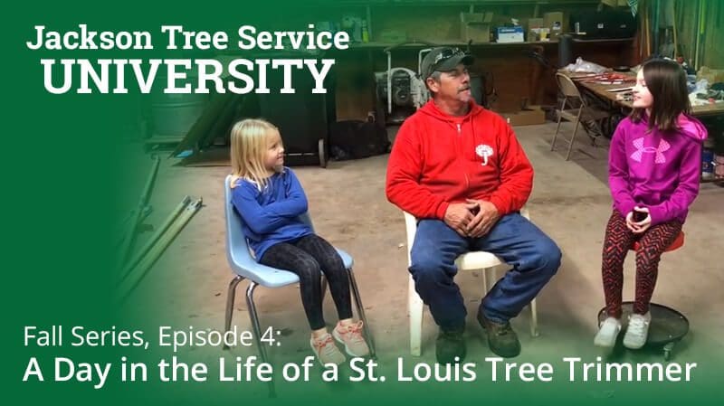 Fall Series, Episode 4: A Day in the Life of a St. Louis Tree Trimmer