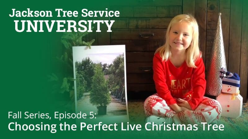 Fall Series, Episode 5: Choosing the Perfect Live Christmas Tree
