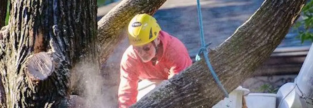 Tree Removal in St Louis