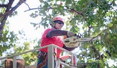 Tree Pruning and Trimming St Louis